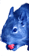 Degu